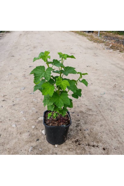 Смородина чорна Фараон в контейнері Р9